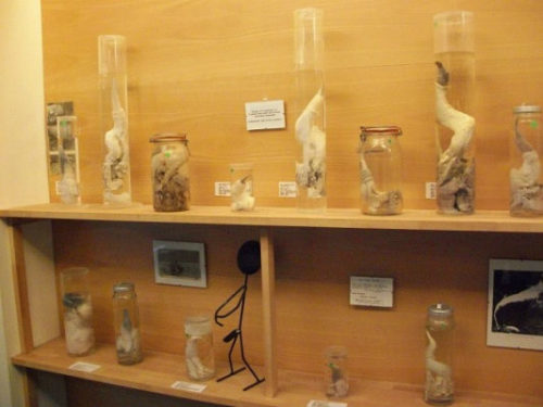 The World’s Largest Collection of Penises (282 Specimens)
