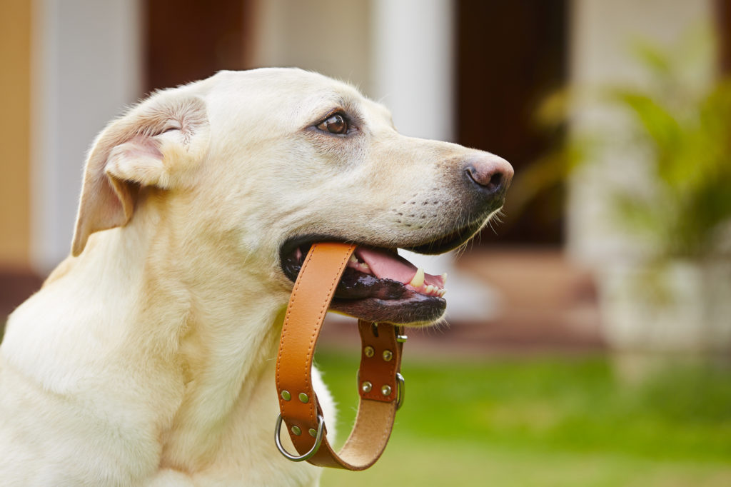 Collars For Dogs