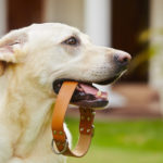 Collars For Dogs