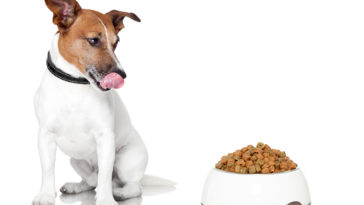 dehydrated dog food