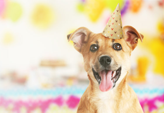 5-great-things-to-do-for-your-dog-s-birthday