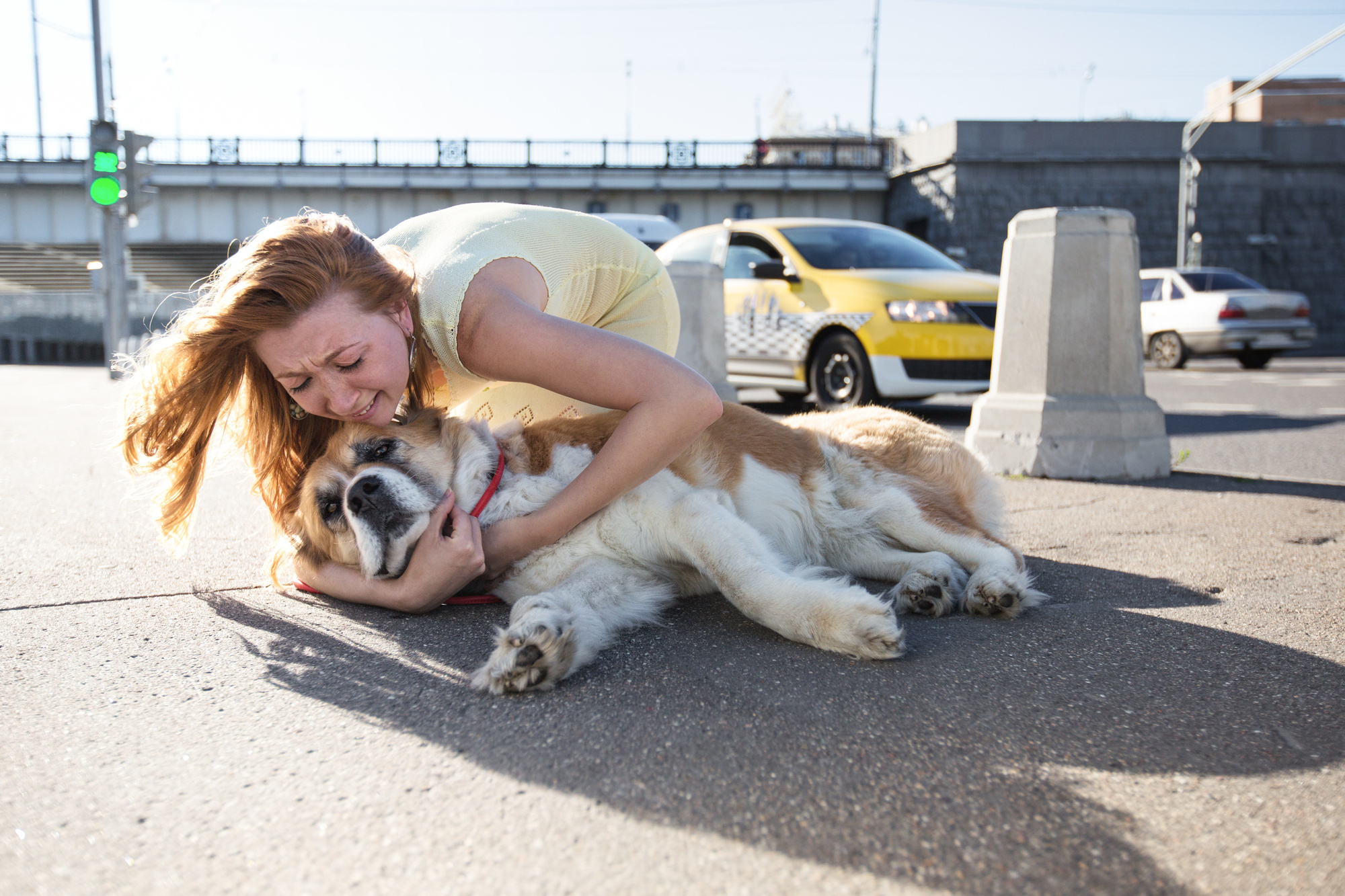 Включи питомец. Наезды на домашних животных. Slave Pets in the Street. Как животные справляются с саботажем.