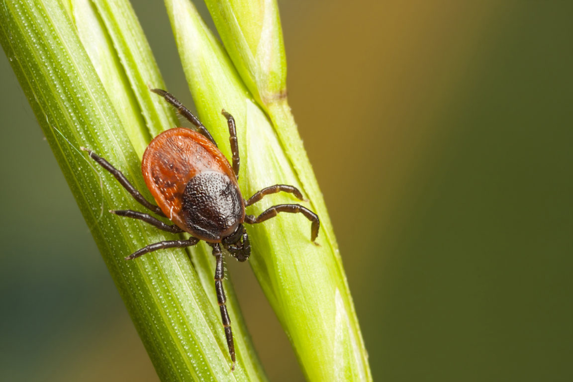 Tick Anatomy: Learn About The Creepy Critters Terrorizing Your Pets