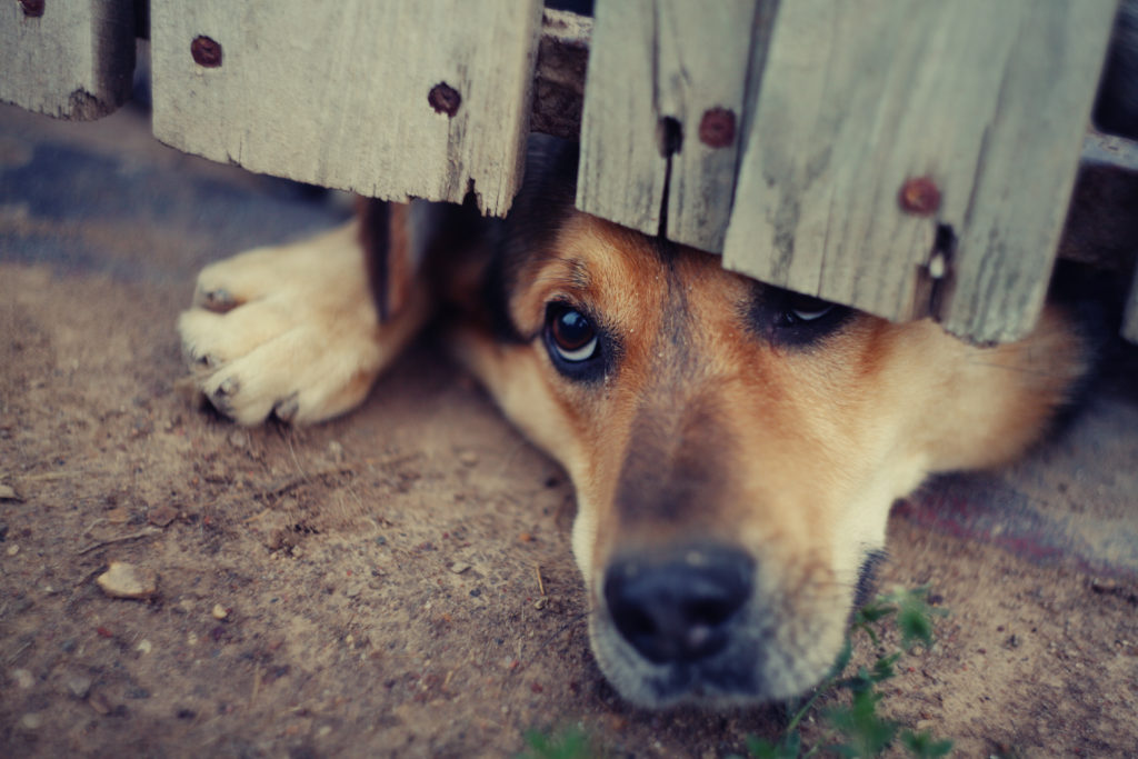 Is There a Danger of Spirulina for Pets?