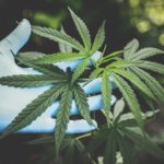 marijuana plant and hand