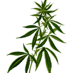 weed on transparent background
