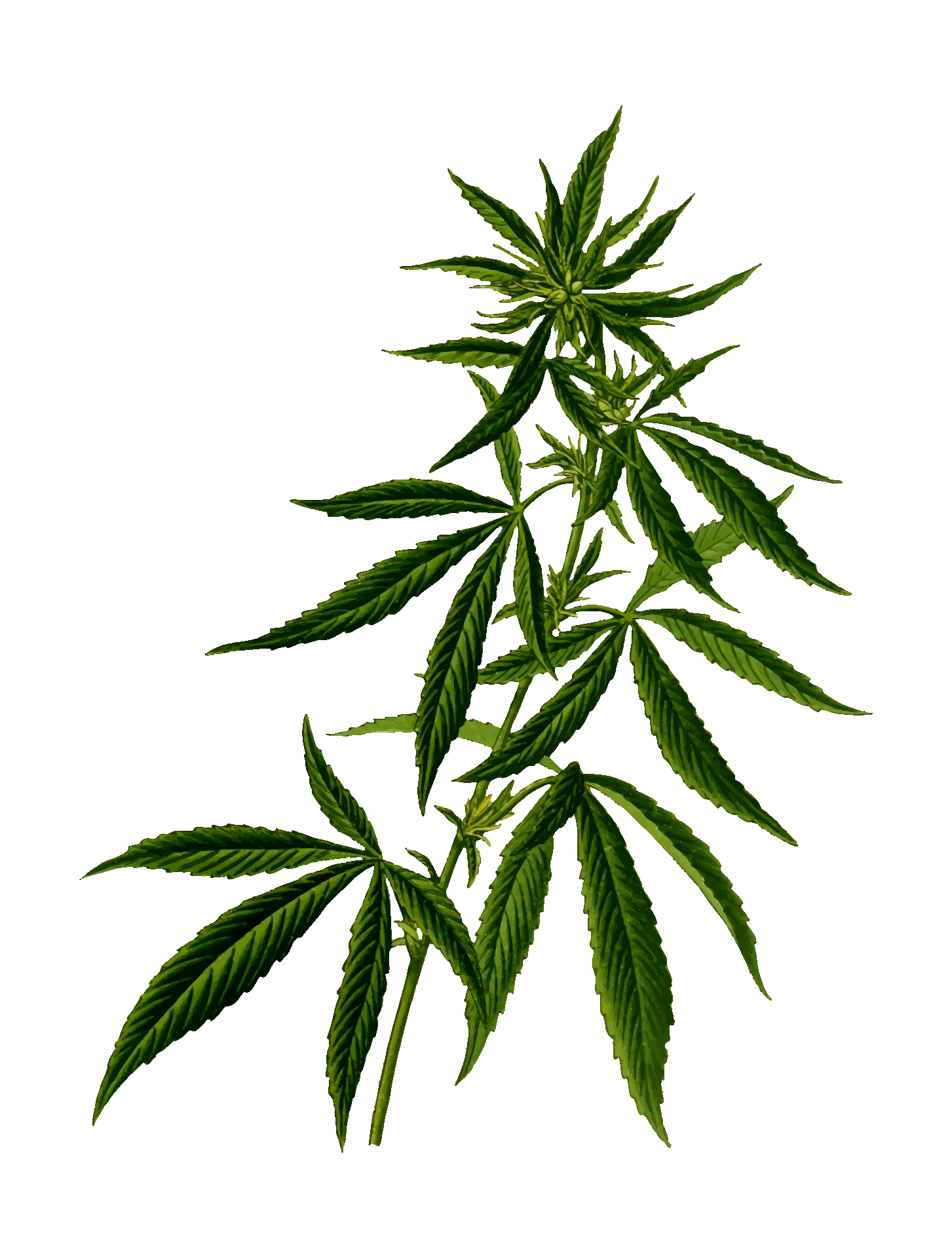 weed on transparent background