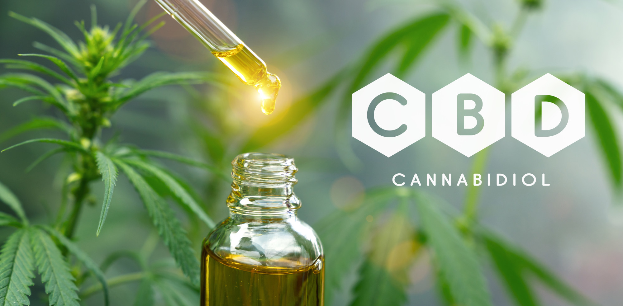 cbd oil with dropper and plants in background
