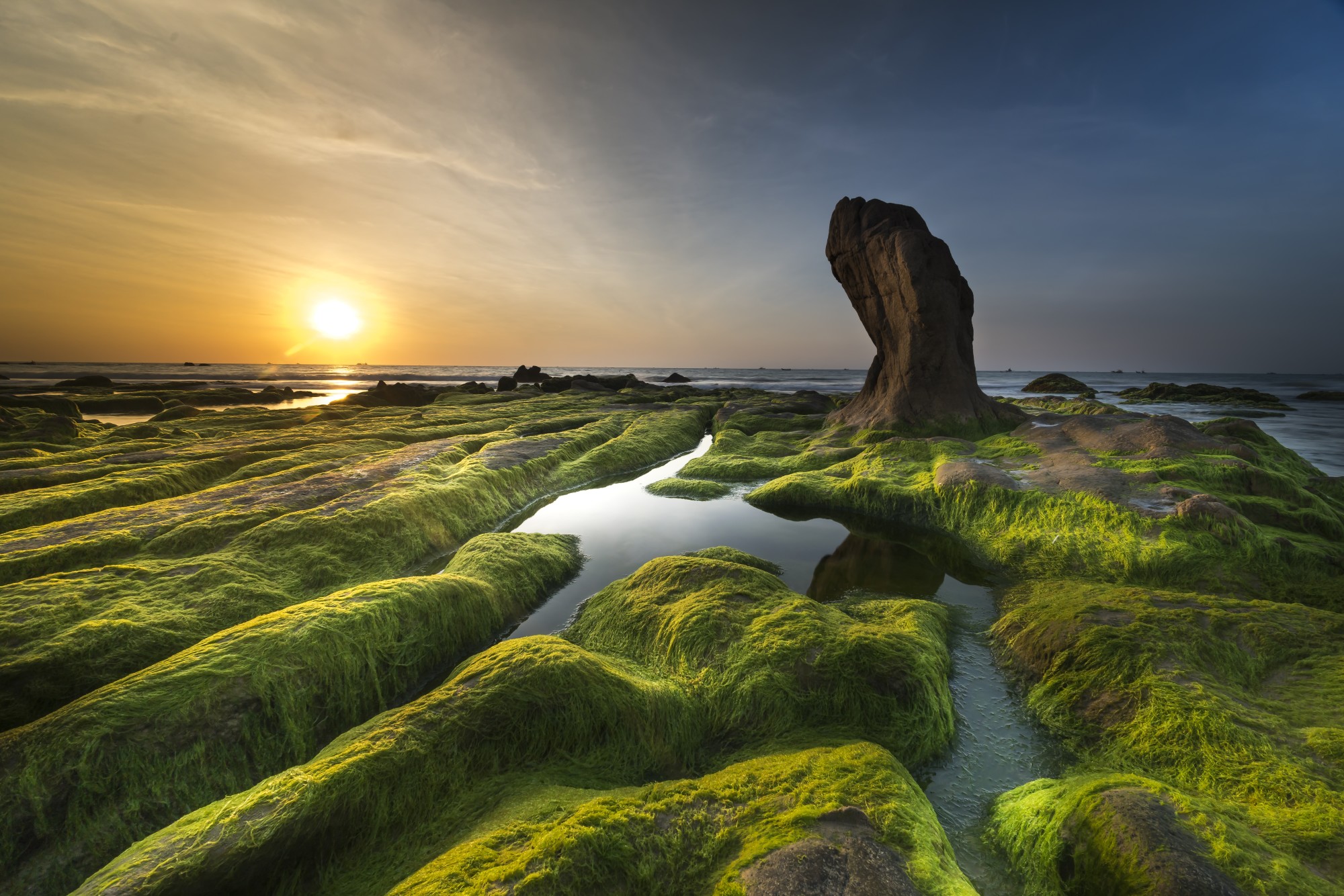 algae on rocks