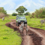 safari vehical with zebras