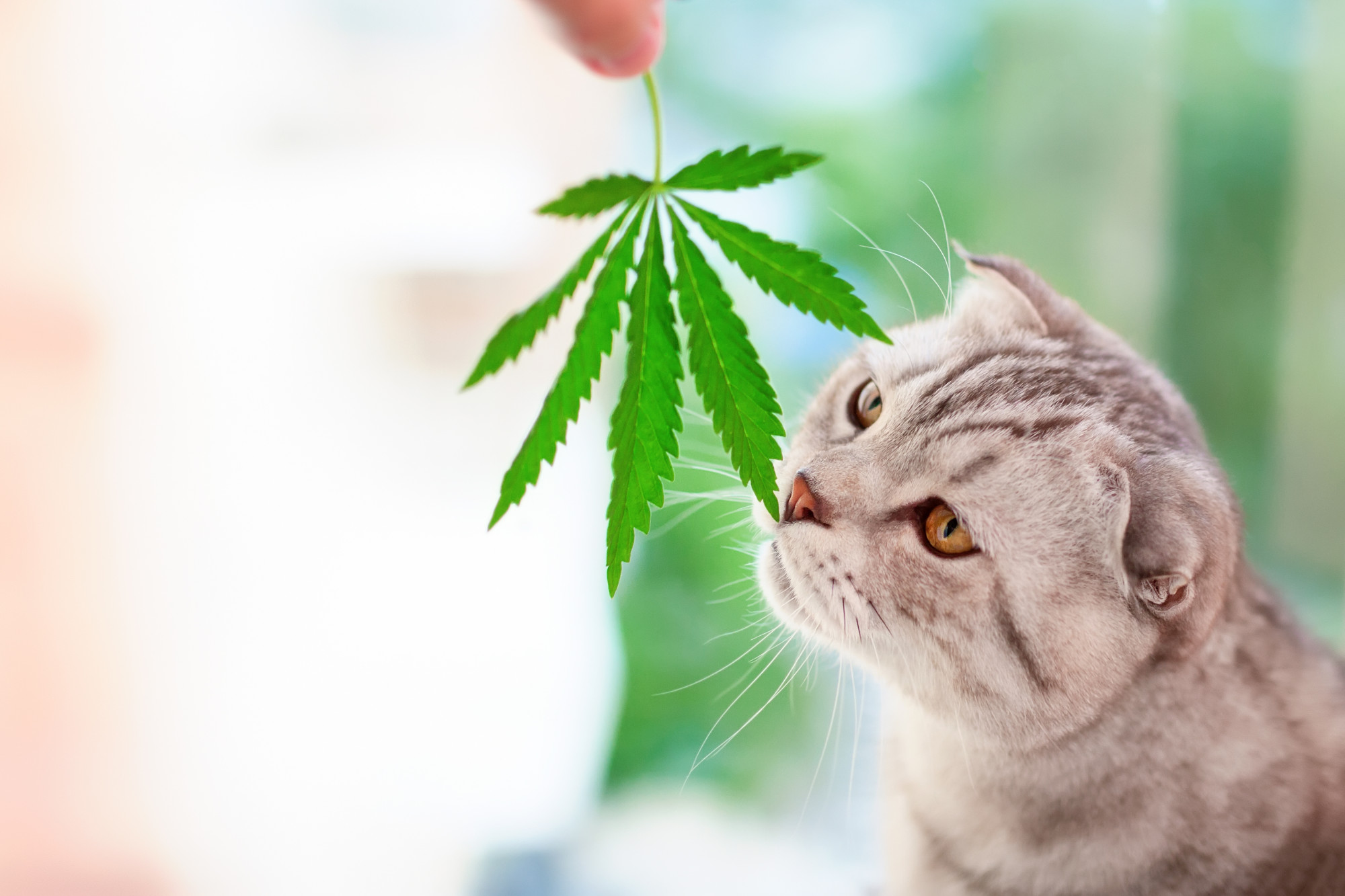 cat smelling marijuana leaf