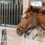 Benefits and Costs of Owning a Horse