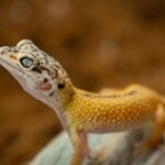 Tips for Feeding Leopard Geckos